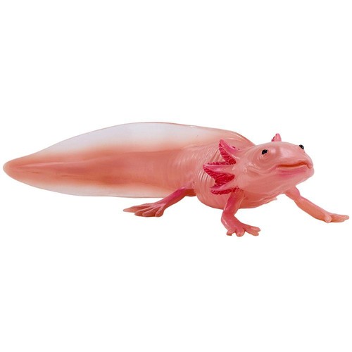 Axolotl rose environ de - environ,