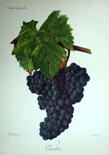 Raisin courbès vin oenologie - courbès,