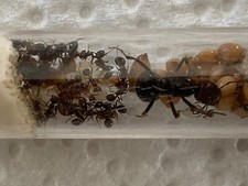 Reine fourmis messor barbarus - colonie avec environ 20 ouvrières