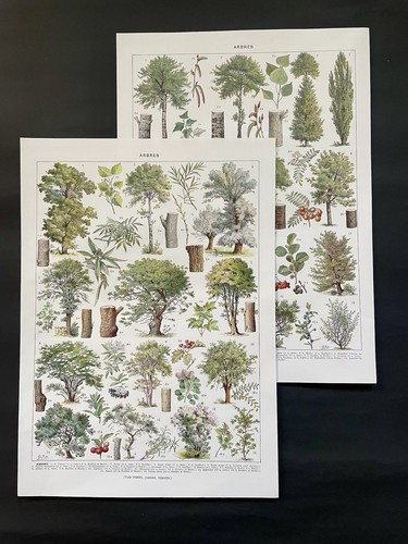 Planches originales ancienne - 2,