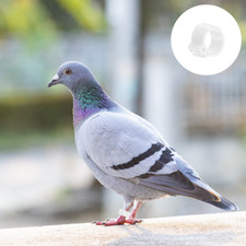  100 PCS Pigeon Foot Bagues