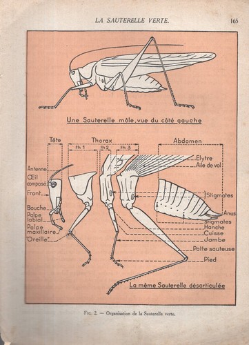 Illustration planche ancienne - ,