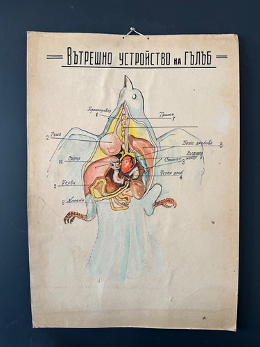 Tableau mural affiche - , anatomie