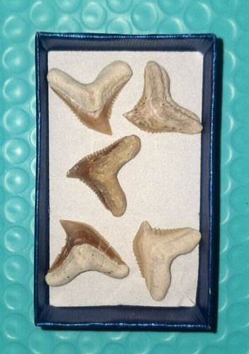 Ancient predators fossilized - predators,