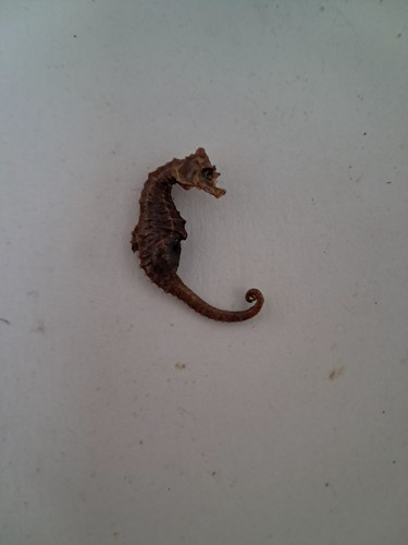 Hippocampe fossilisé - hippocampe,