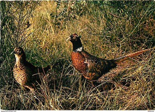 Carte postale animaux - carte,