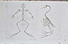 Gravure XIXe, Nature -