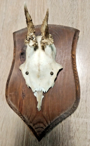 Ancien vrai crâne avec - ancien,