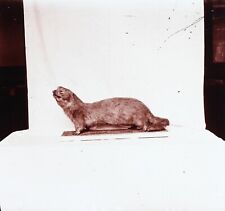Loutre Animal empaillé Zoologie c1920 Photo Stereo Vintage Plaque de verre