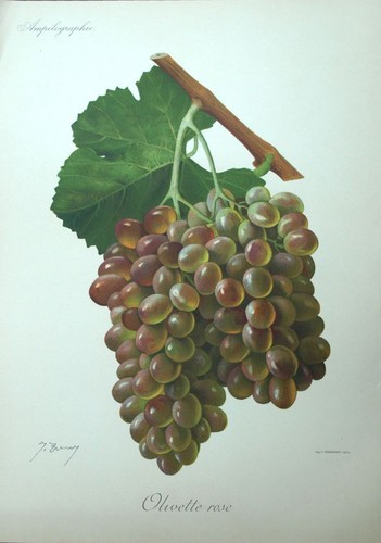 Raisin olivette rose vin - olivette,
