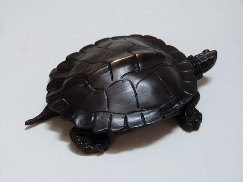 Tortue boîte après - tortue-boîte, d'après