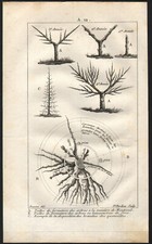 1803 Gravure originale Taille