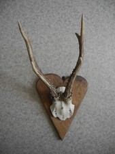 Ancien trophée chasse - trophée, coeur