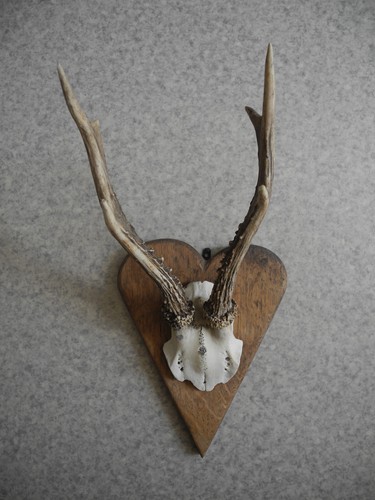 Ancien trophée chasse coeur - chasse,
