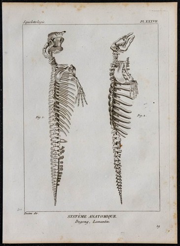 1825 squelette dugong et - squelette, de