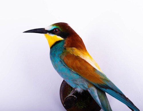Taxidermy mount bird bee - bird, bee-eater