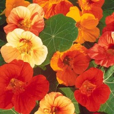 Lot De 10 Graines De Capucine Naine Double Joyaux Variés Semences Graines Seed