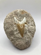 Dent de requin fossile Otodus