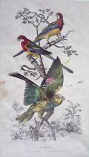 Gravure de Fries et Du Casse. Planche 475 : Perruche omnicolore, Perroquet