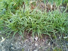 120 graines de ciboulail