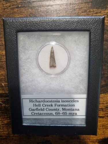 Dent dinosaure richardoestesia - dinosaure,