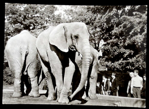 63974 carte postale - 1, zoo