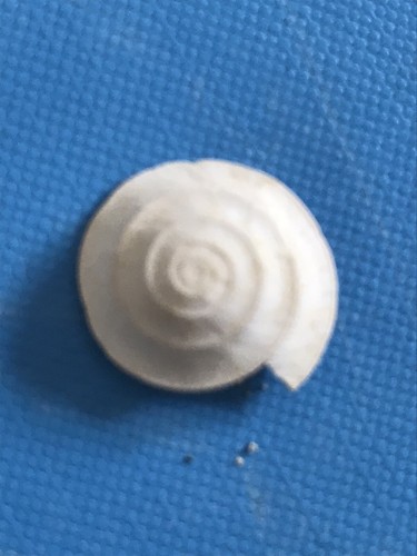 Solarium patulum fossile shell - patulum,