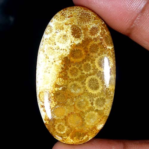 Top coral fossile 47 ct - :,