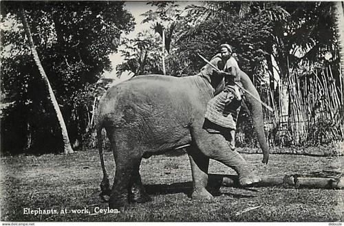 Carte postale animaux - carte,