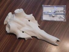 Cerf Crâne De L'Art 70 MM