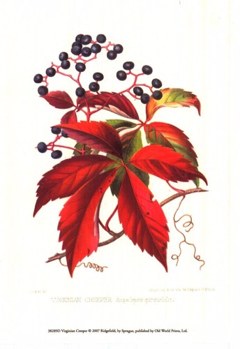 Art imprimé virginian - art,
