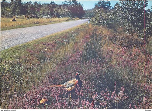 Carte postale animaux - animaux,