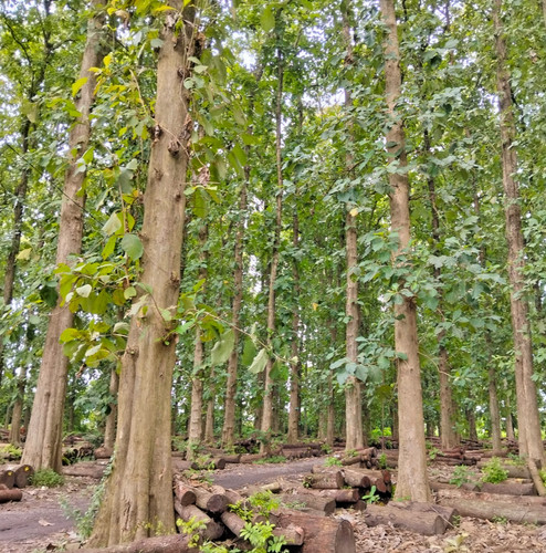 Teak tree seedss tectona - 50++,