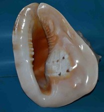 SEASHELL - COQUILLAGES  -