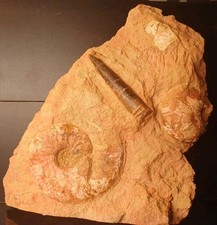 Leioceras Comptum Et Belemnite