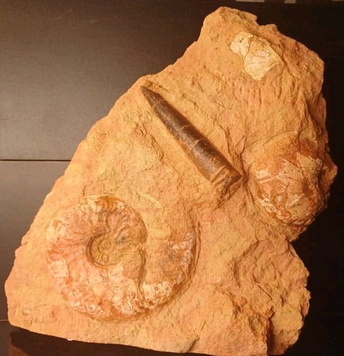 Leioceras comptum belemnite - et,