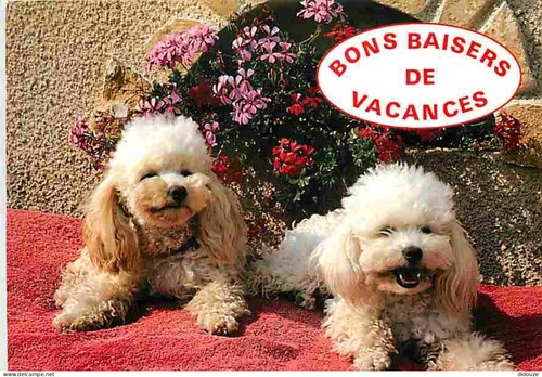 Carte postale animaux - postale,