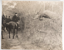PHOTO Argentique	France	chasse à courre vénerie cheval	24X29cm	1970