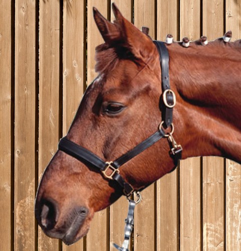 Leather halter garizelle - leather,
