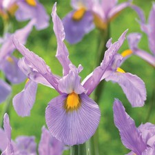 Bulbes d'iris hollandais bulbes fleurs Iris Panther 5 pcs