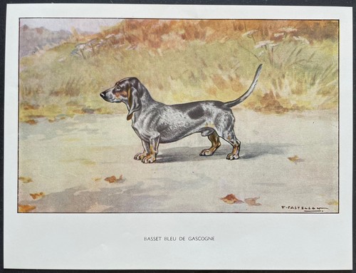 Basset bleu gascogne - basset,