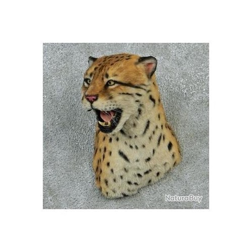 Taxidermie statue réplique - statue,