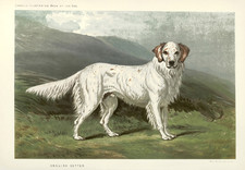 Affiche pour chien Setter