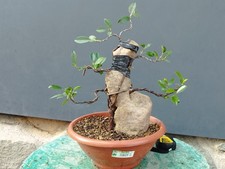 Bonsaï ficus 40 x 14 cm en