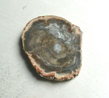 Tranche Bois Fossile 94,94 g / 7 cm x 5,5 cm x 1,2 cm Calme, patience