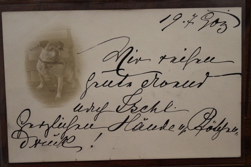 Cpa 1908 chien carlin photo - chien,