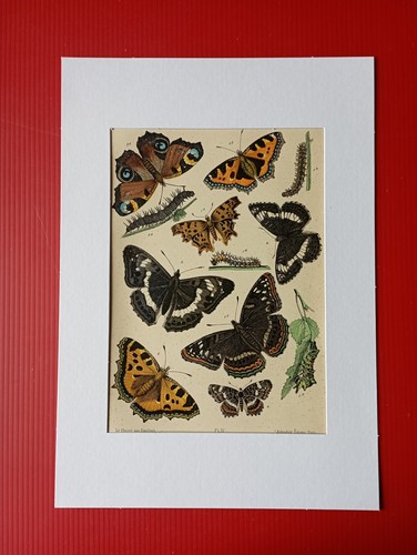 Chromolithographie originale - chromolithographie,
