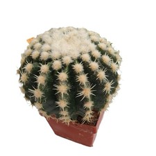 Cactus - ECHINOCACTUS grusonii