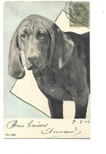 ILLUSTRATION - CHIEN DE CHASSE - BRAQUE DE WEIMAR