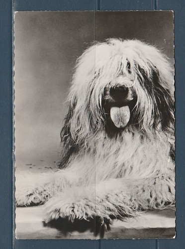 Cpsm vers 1960 nature - , faune